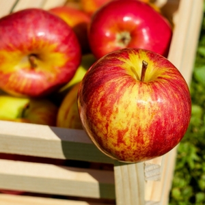 Amazing health benefits of apples